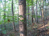 GRSM Accuracy Assessment. Plot Code: GRSM_AA_0289_2