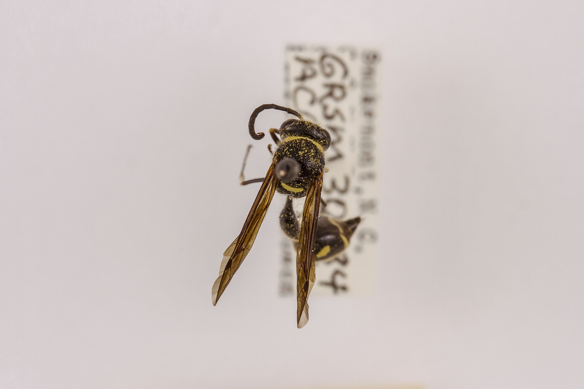 Image of Eumenes fraternus, a species of Animalia