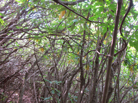 GRSM Accuracy Assessment. Plot Code: GRSM_AA_0791_4