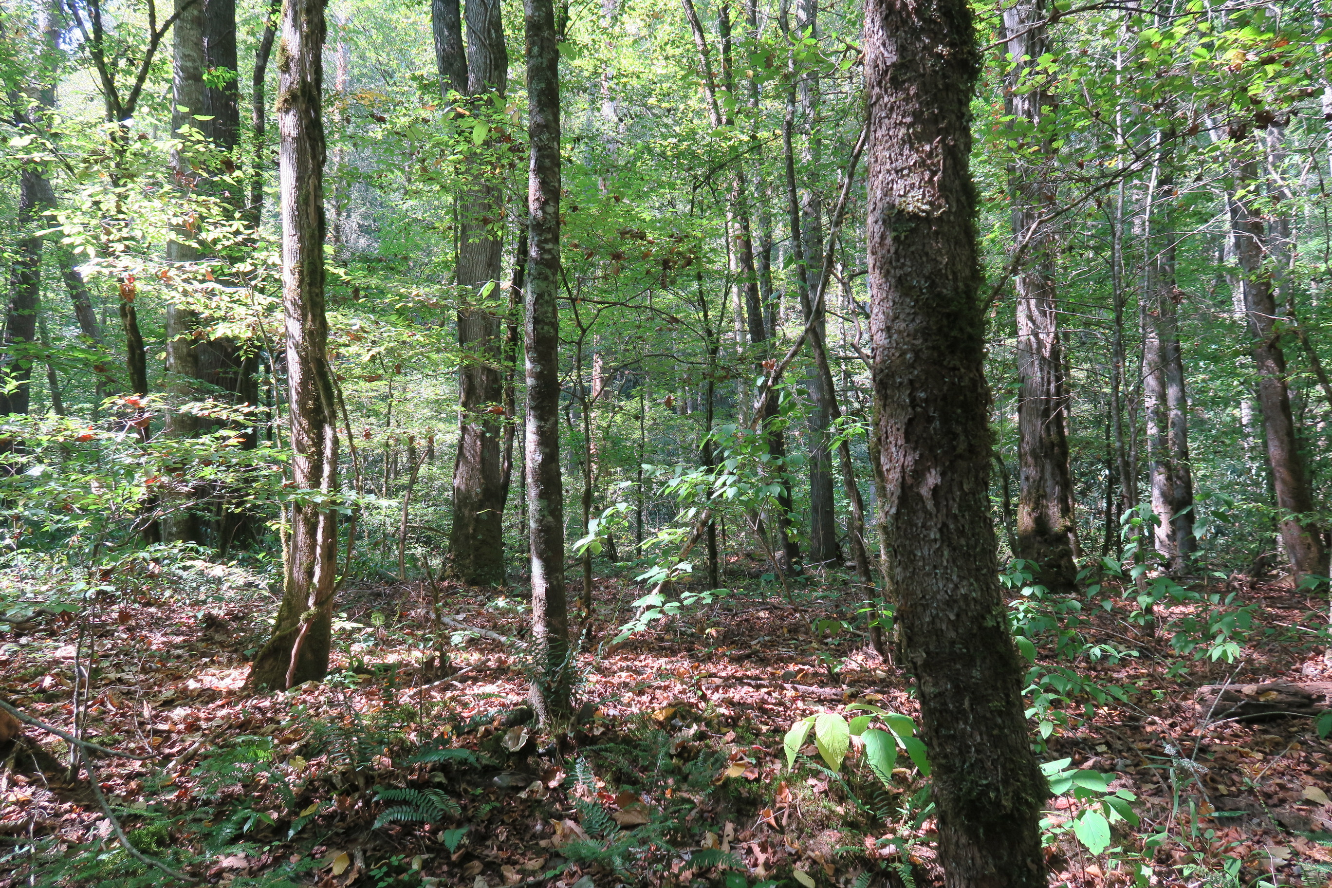 GRSM Accuracy Assessment. Plot Code: GRSM_AA_0789_5