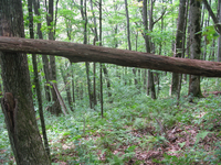 GRSM Accuracy Assessment. Plot Code: GRSM_AA_0248_5