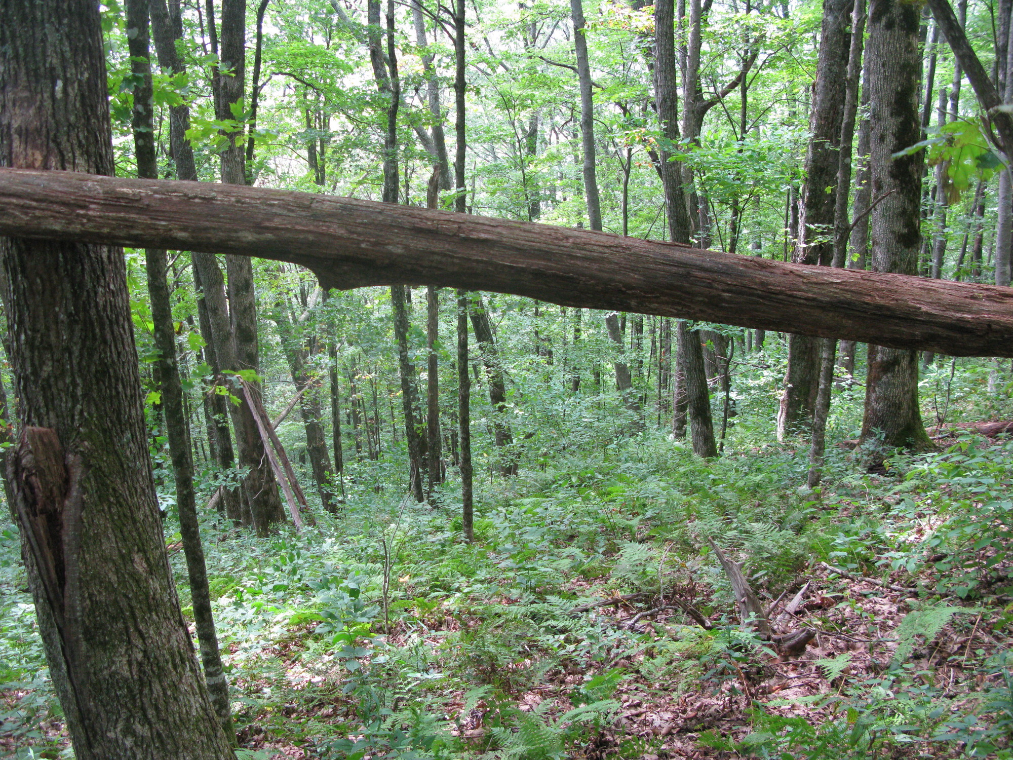 GRSM Accuracy Assessment. Plot Code: GRSM_AA_0248_5