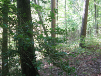 GRSM Accuracy Assessment. Plot Code: GRSM_AA_0401_6