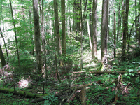 GRSM Accuracy Assessment. Plot Code: GRSM_AA_0734_6