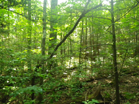 GRSM Accuracy Assessment. Plot Code: GRSM_AA_0421_3