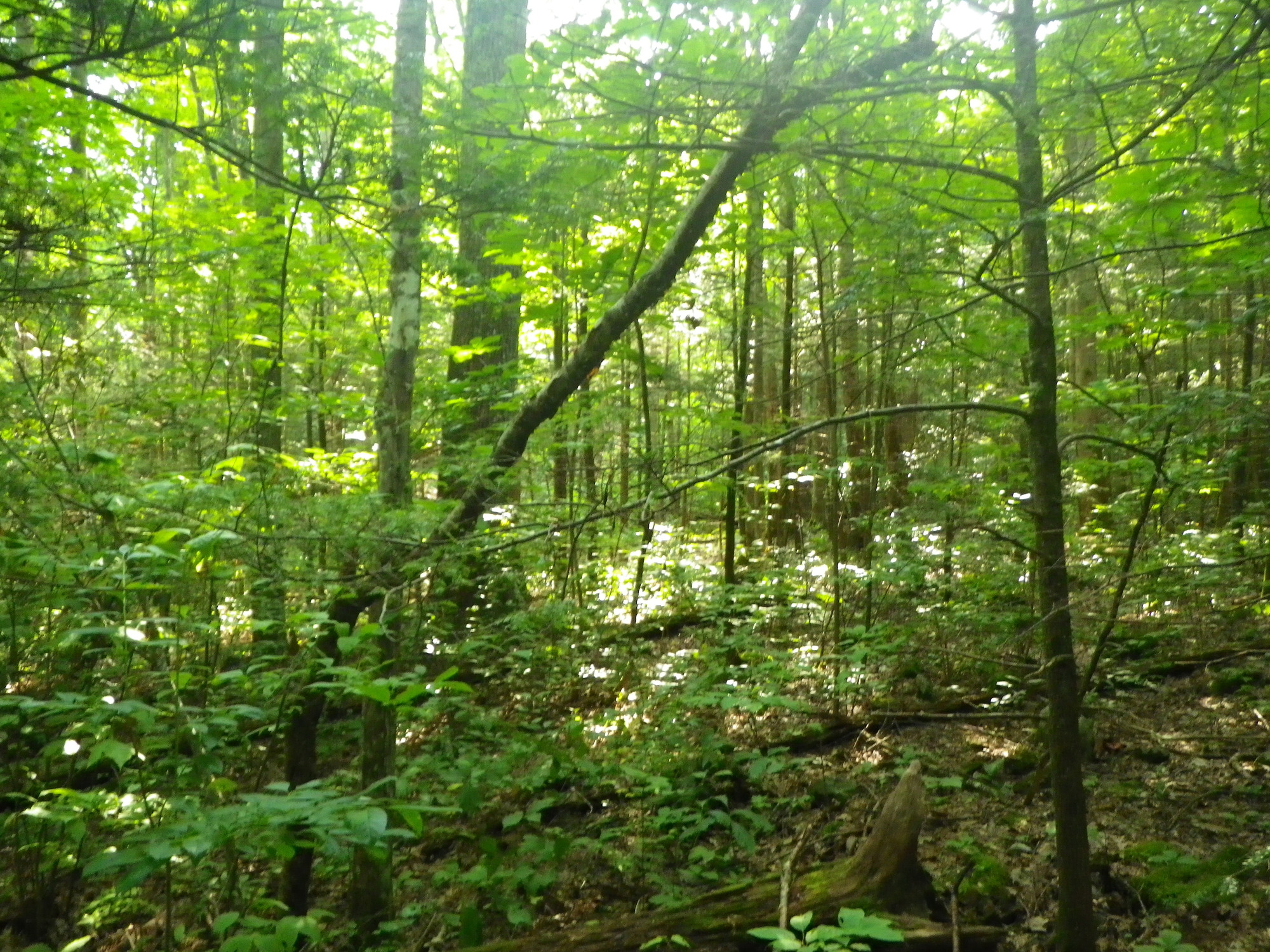 GRSM Accuracy Assessment. Plot Code: GRSM_AA_0421_3