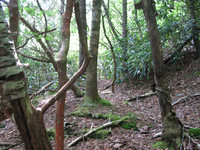 GRSM Accuracy Assessment. Plot Code: GRSM_AA_0098_5