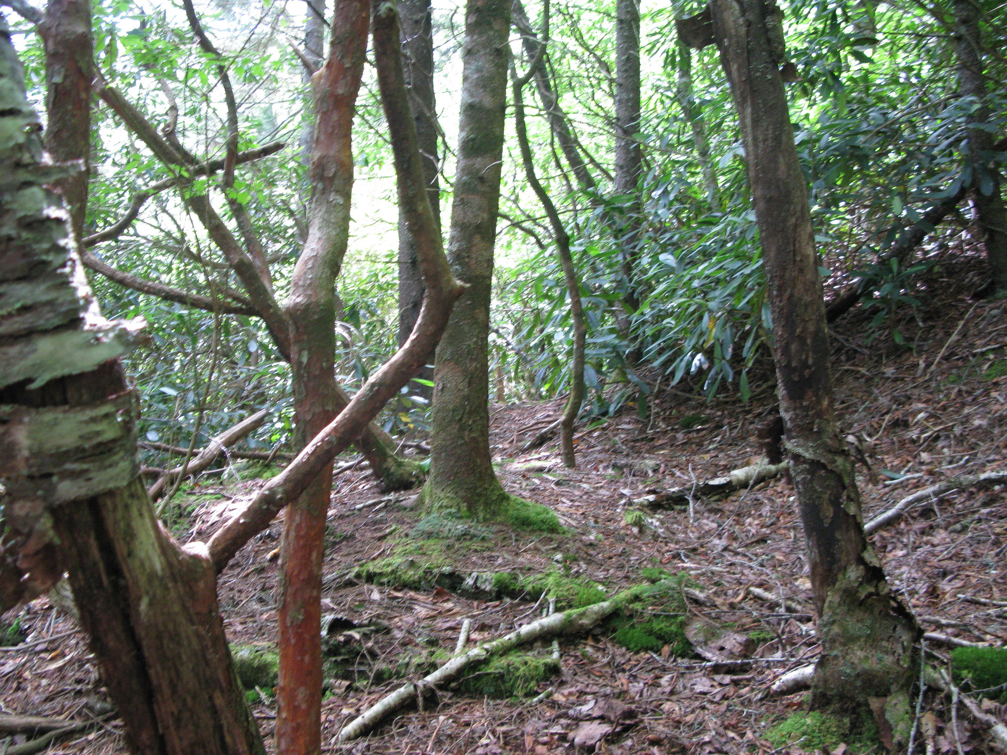 GRSM Accuracy Assessment. Plot Code: GRSM_AA_0098_5