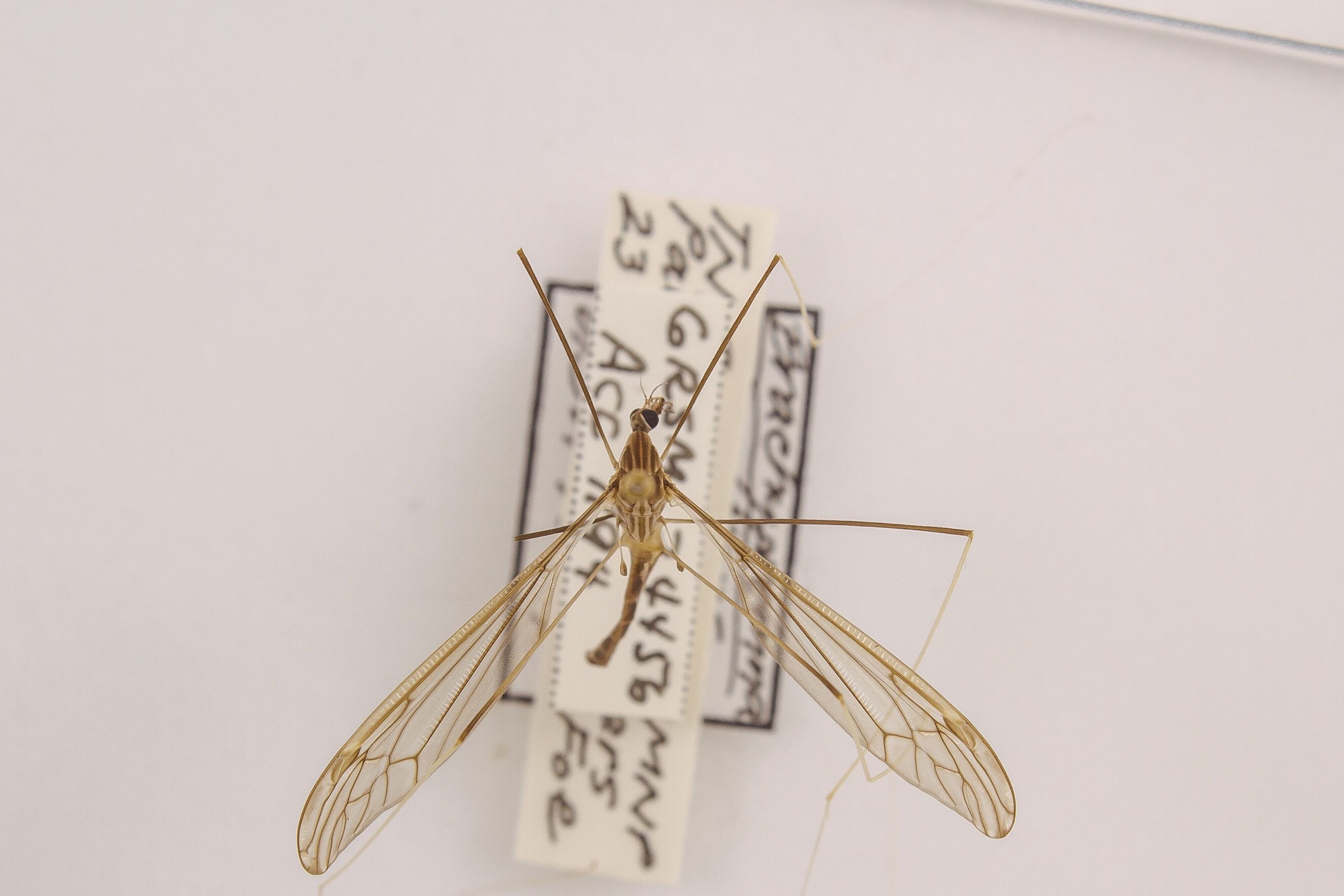 Image of Brachypremna dispellens, a species of Animalia