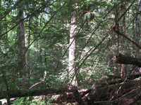 GRSM Accuracy Assessment. Plot Code: GRSM_AA_0456_2