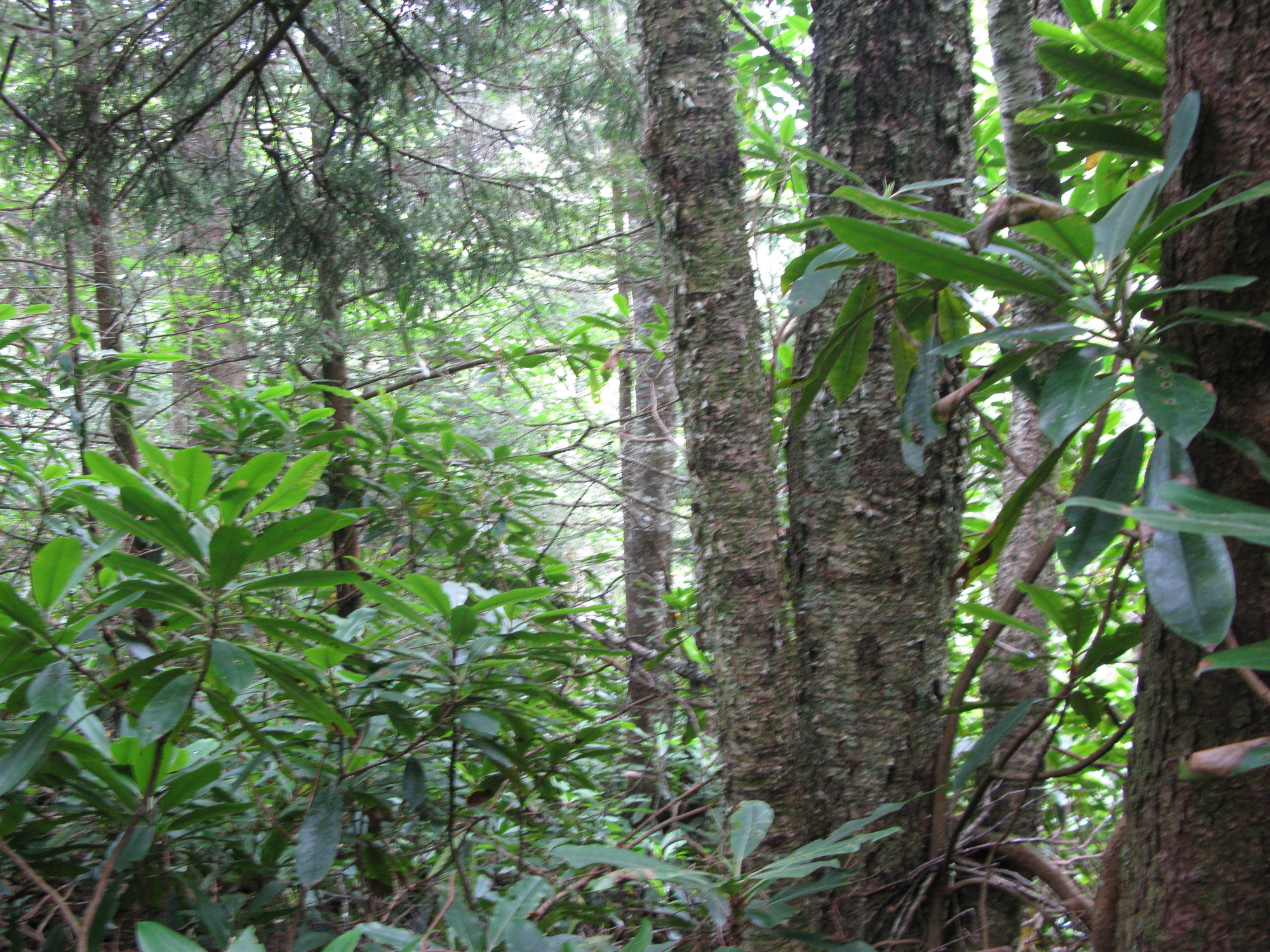 GRSM Accuracy Assessment. Plot Code: GRSM_AA_0043_5