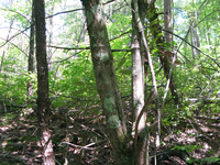 GRSM Accuracy Assessment. Plot Code: GRSM_AA_0868_2