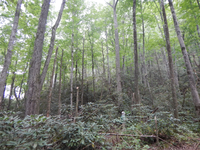 GRSM Accuracy Assessment. Plot Code: GRSM_AA_0499_6