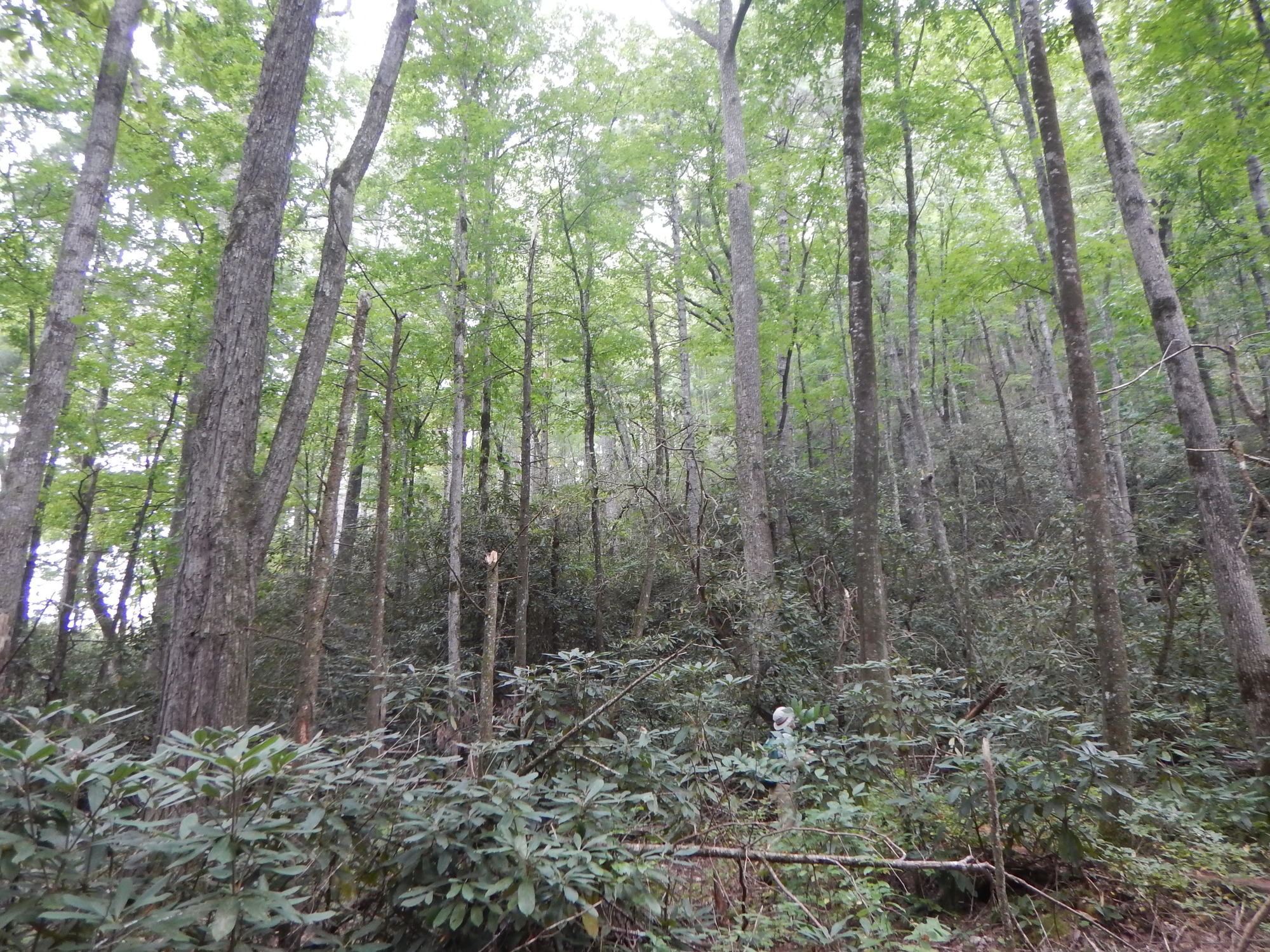 GRSM Accuracy Assessment. Plot Code: GRSM_AA_0499_6