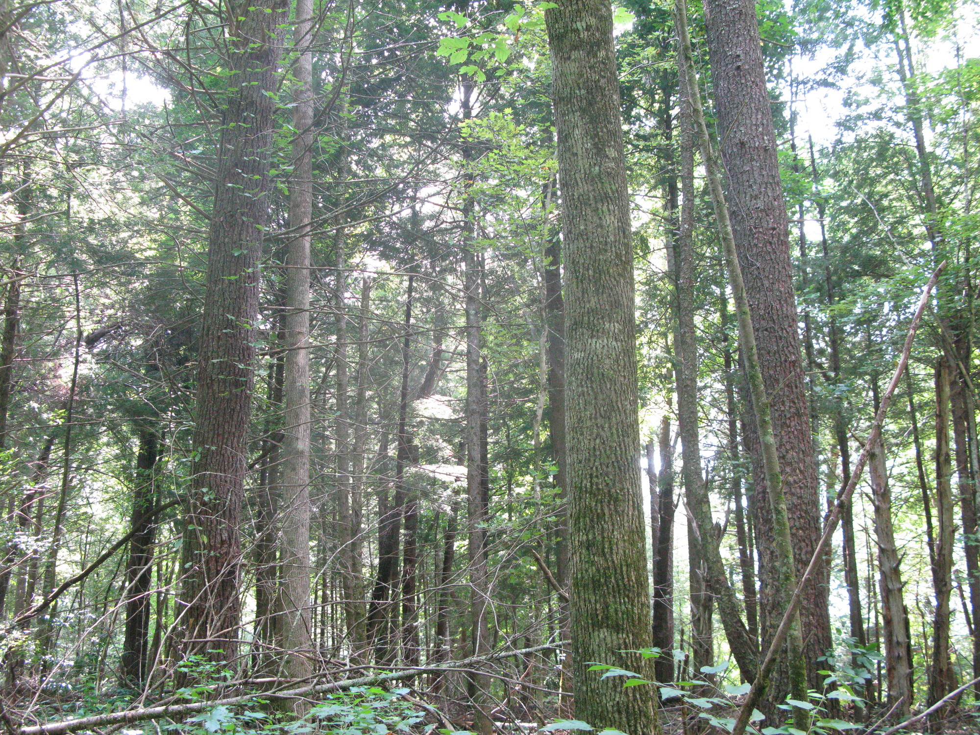 GRSM Accuracy Assessment. Plot Code: GRSM_AA_0652_5