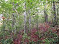 GRSM Accuracy Assessment. Plot Code: GRSM_AA_0039_2