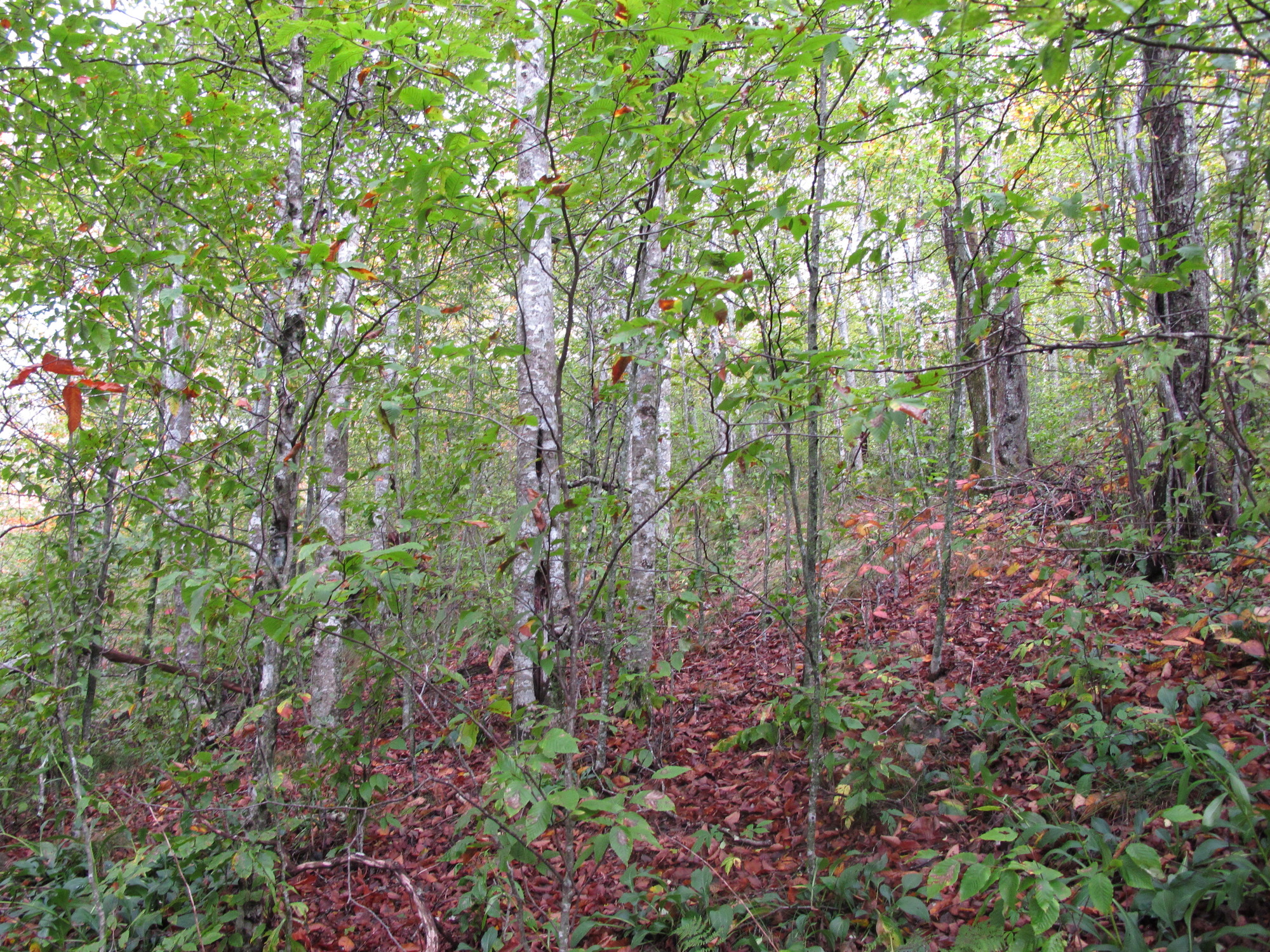 GRSM Accuracy Assessment. Plot Code: GRSM_AA_0039_2