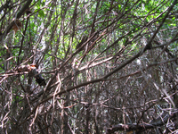 GRSM Accuracy Assessment. Plot Code: GRSM_AA_0895_3