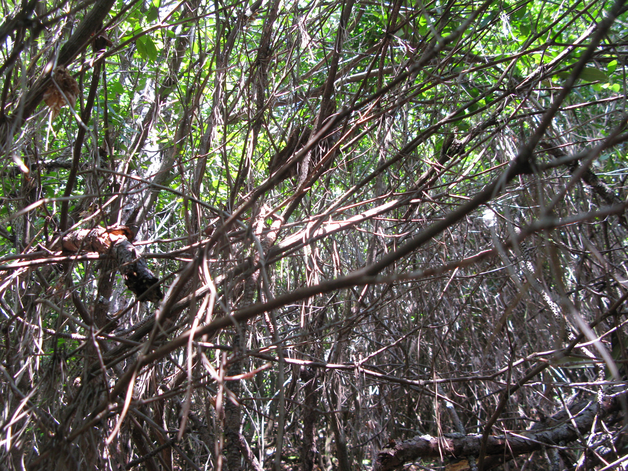 GRSM Accuracy Assessment. Plot Code: GRSM_AA_0895_3