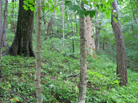 GRSM Accuracy Assessment. Plot Code: GRSM_AA_0817_4