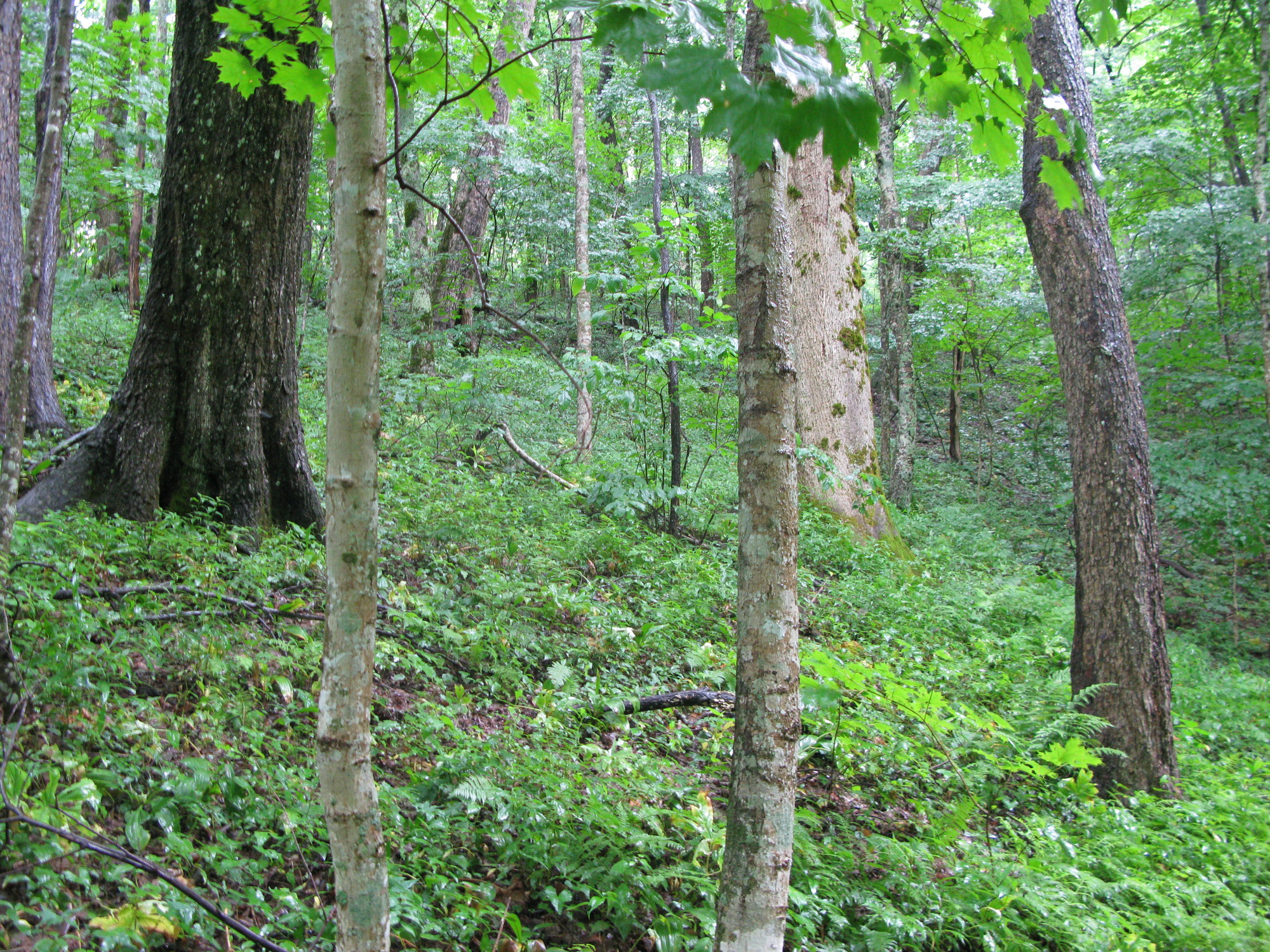 GRSM Accuracy Assessment. Plot Code: GRSM_AA_0817_4