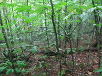 GRSM Accuracy Assessment. Plot Code: GRSM_AA_0358_2