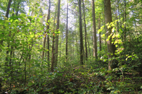 GRSM Accuracy Assessment. Plot Code: GRSM_AA_0825_4