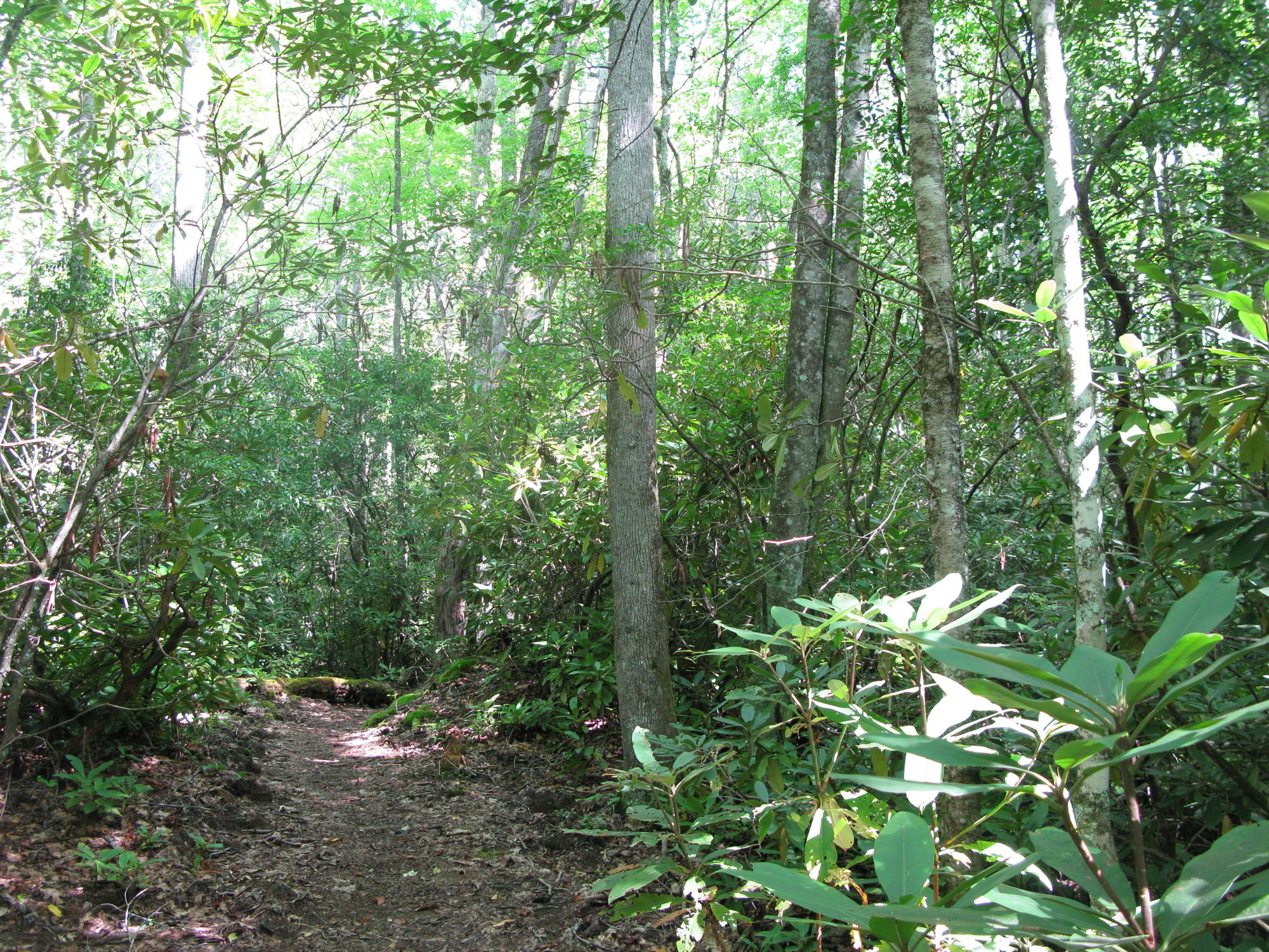 GRSM Accuracy Assessment. Plot Code: GRSM_AA_0196_2