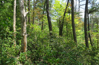 GRSM Accuracy Assessment. Plot Code: GRSM_AA_0732_3