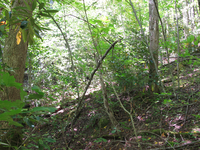 GRSM Accuracy Assessment. Plot Code: GRSM_AA_0201_5