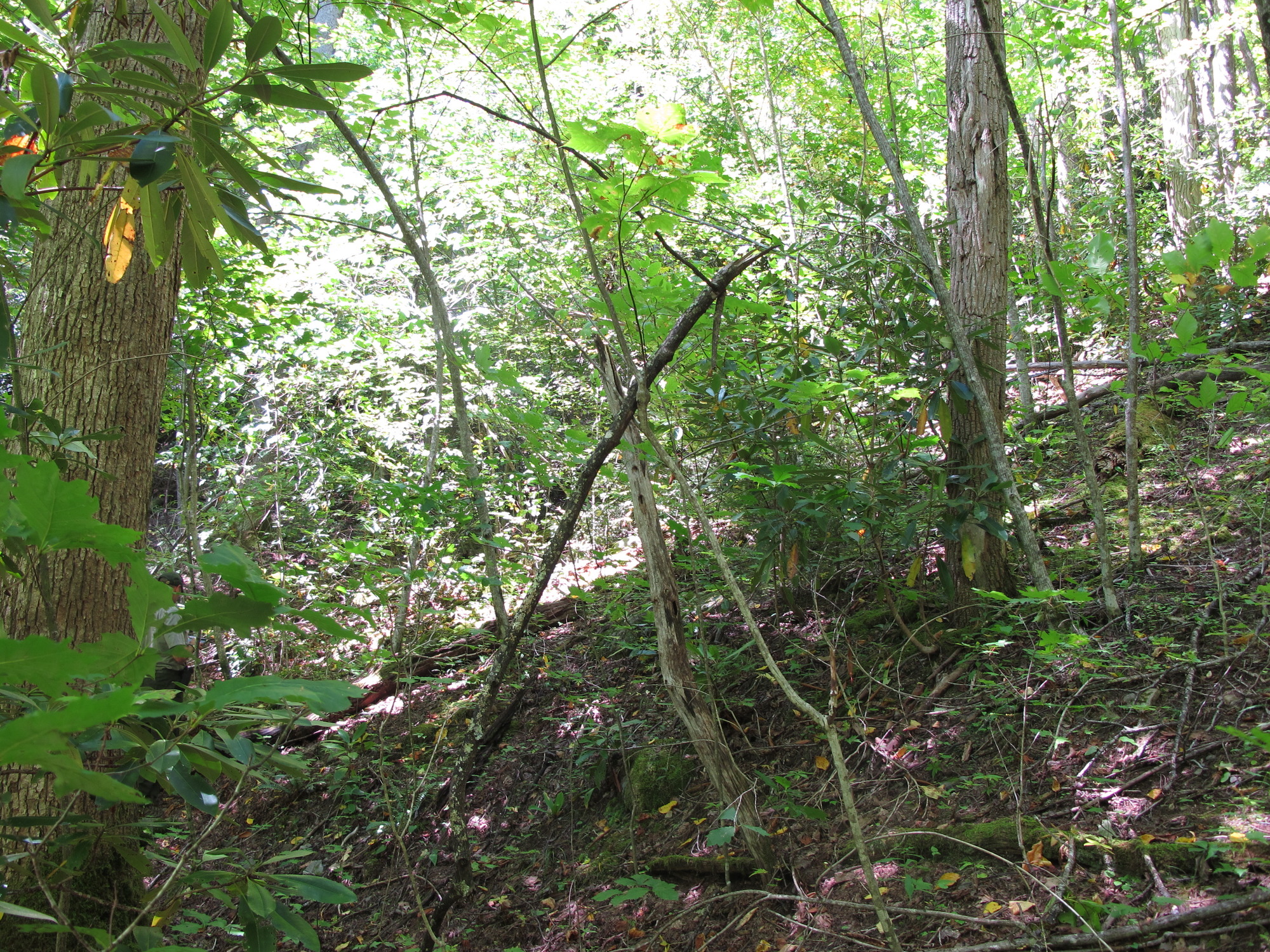 GRSM Accuracy Assessment. Plot Code: GRSM_AA_0201_5