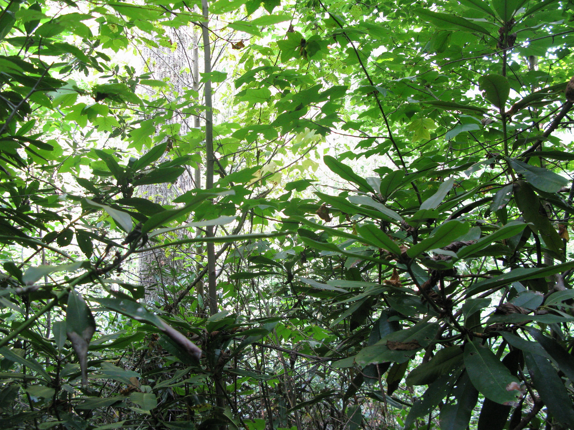 GRSM Accuracy Assessment. Plot Code: GRSM_AA_0334_6