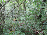 GRSM Accuracy Assessment. Plot Code: GRSM_AA_0250_4