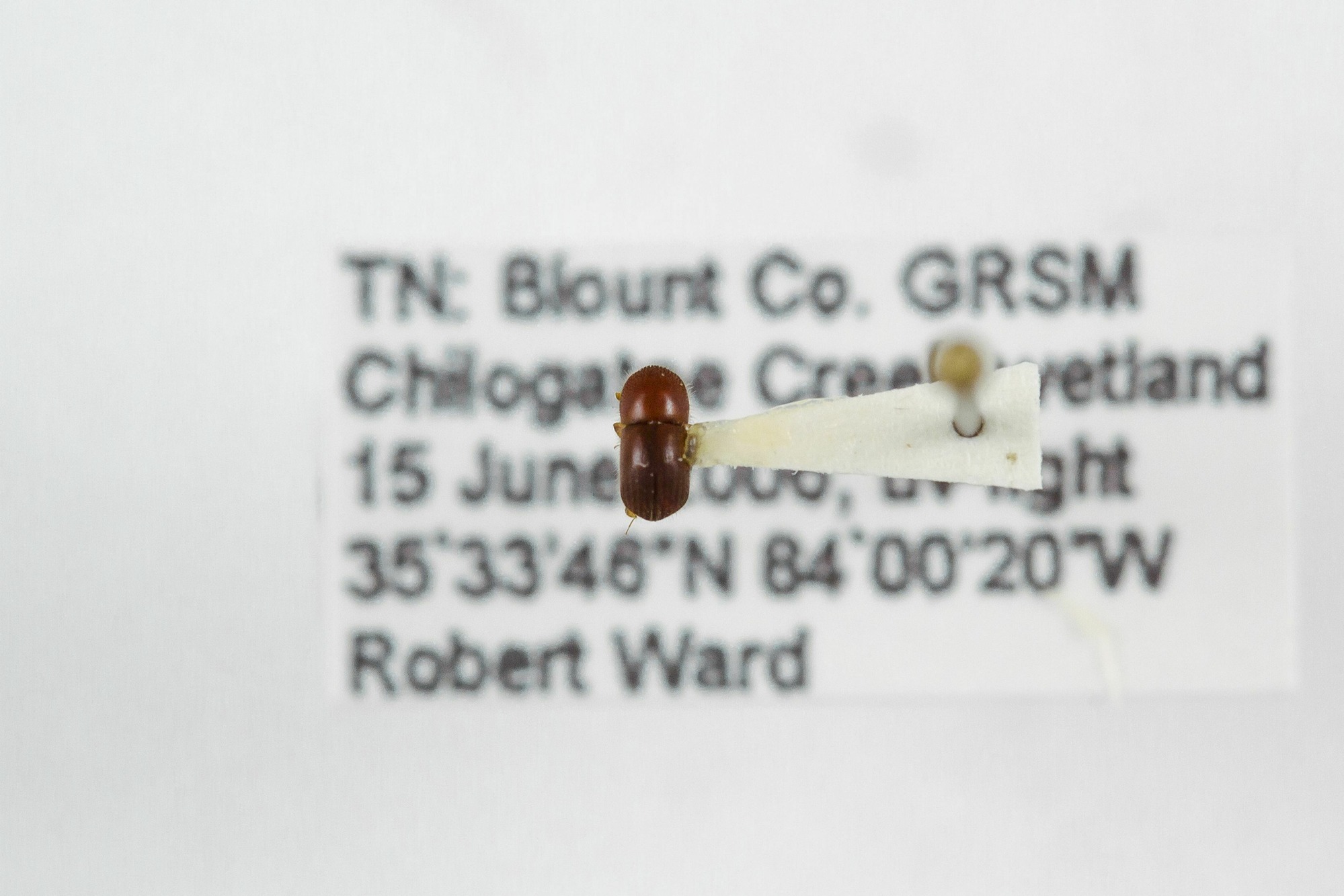 Image of Xylosandrus crassiusculus, a species of Animalia