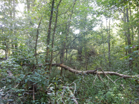 GRSM Accuracy Assessment. Plot Code: GRSM_AA_0712_5