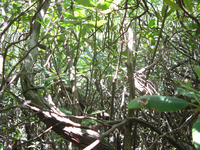 GRSM Accuracy Assessment. Plot Code: GRSM_AA_0445