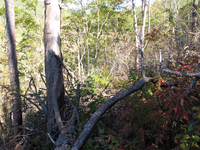 GRSM Accuracy Assessment. Plot Code: GRSM_AA_0329_6