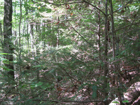 GRSM Accuracy Assessment. Plot Code: GRSM_AA_0778_5