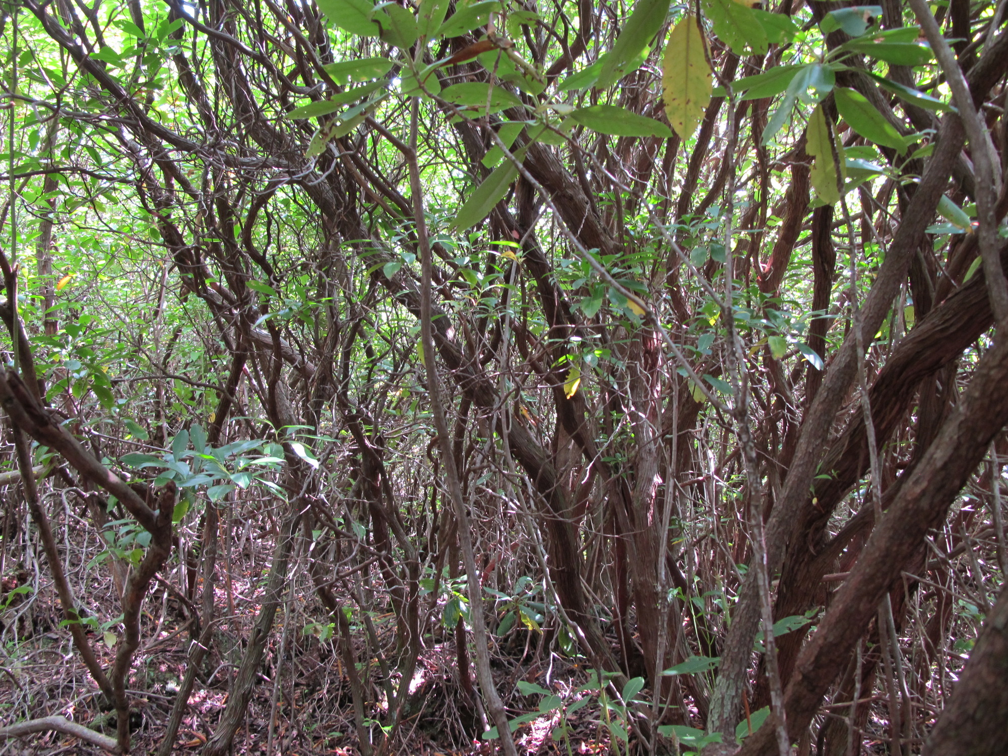 GRSM Accuracy Assessment. Plot Code: GRSM_AA_0791_6