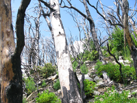 GRSM Accuracy Assessment. Plot Code: GRSM_AA_0840_2