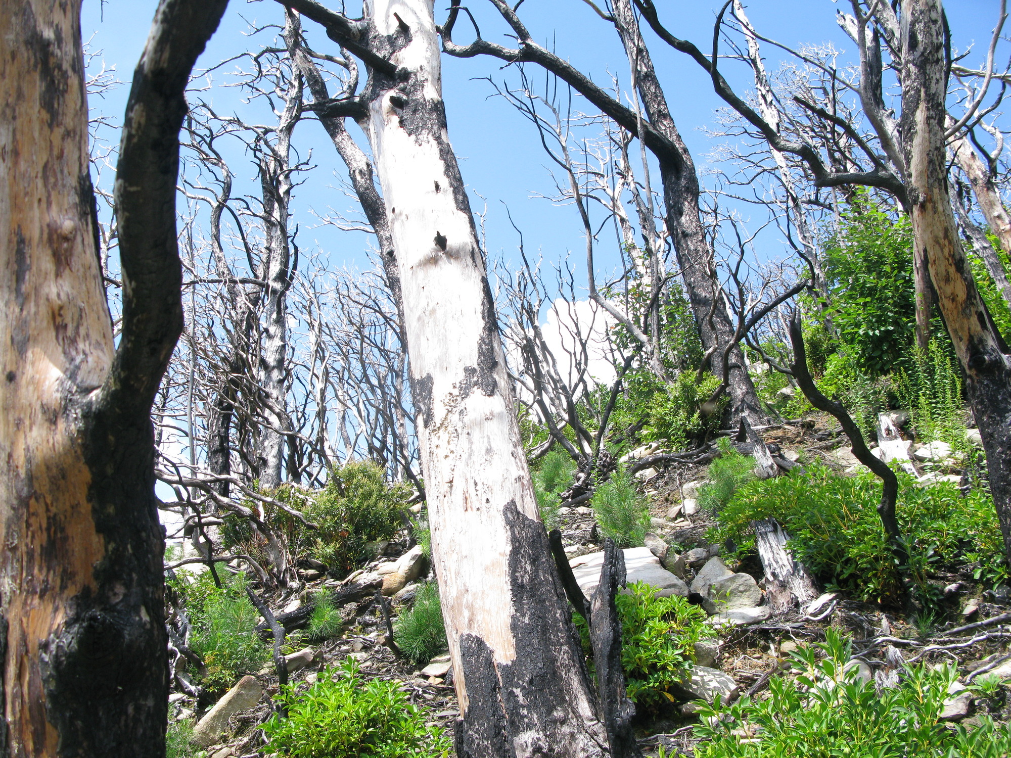 GRSM Accuracy Assessment. Plot Code: GRSM_AA_0840_2