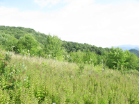 GRSM Accuracy Assessment. Plot Code: GRSM_AA_0092_2