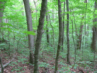 GRSM Accuracy Assessment. Plot Code: GRSM_AA_0040_3