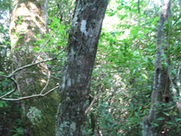 GRSM Accuracy Assessment. Plot Code: GRSM_AA_0917_5