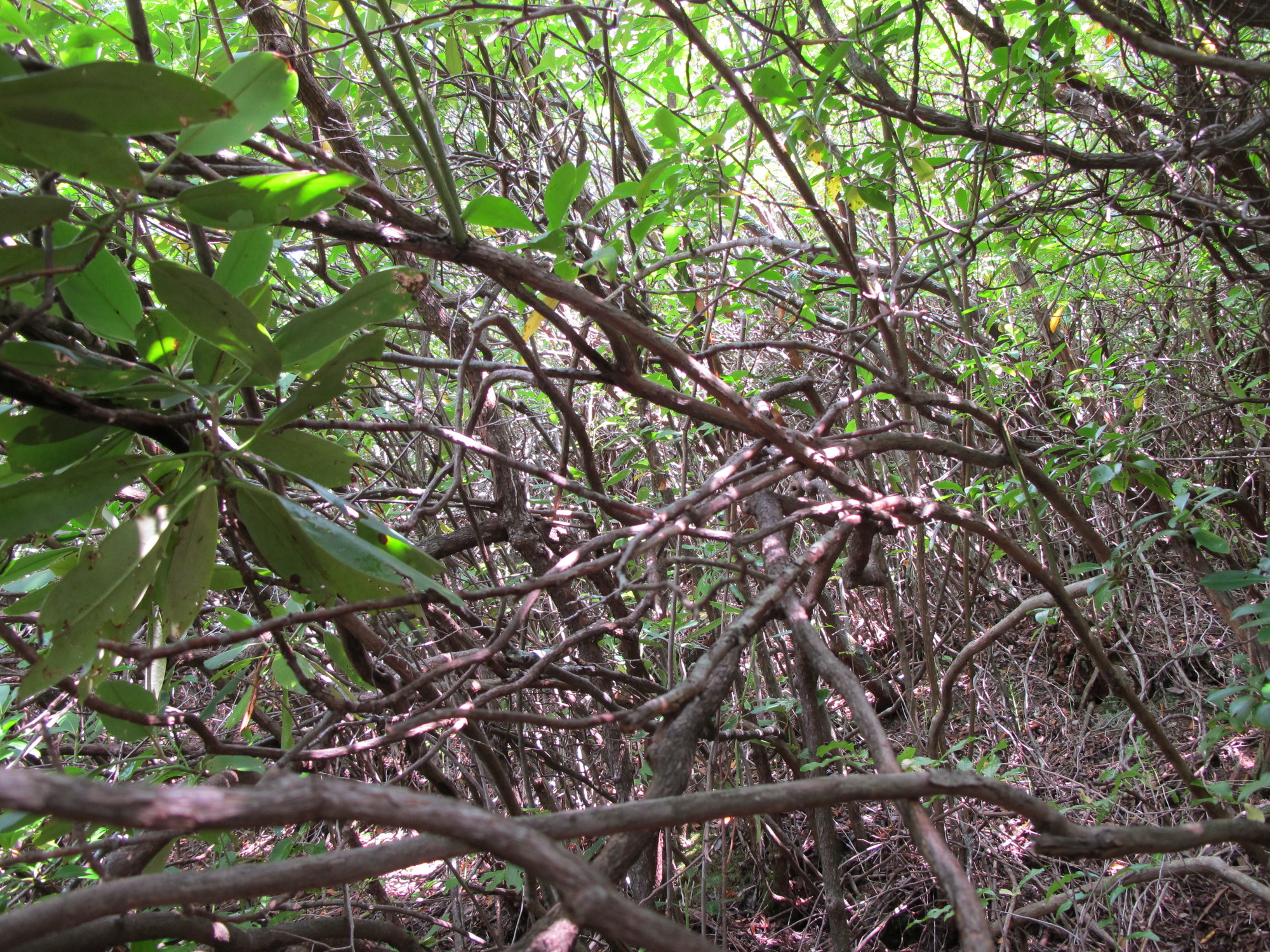 GRSM Accuracy Assessment. Plot Code: GRSM_AA_0791_2