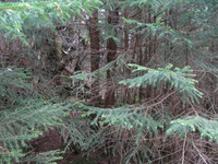 GRSM Accuracy Assessment. Plot Code: GRSM_AA_0555_3