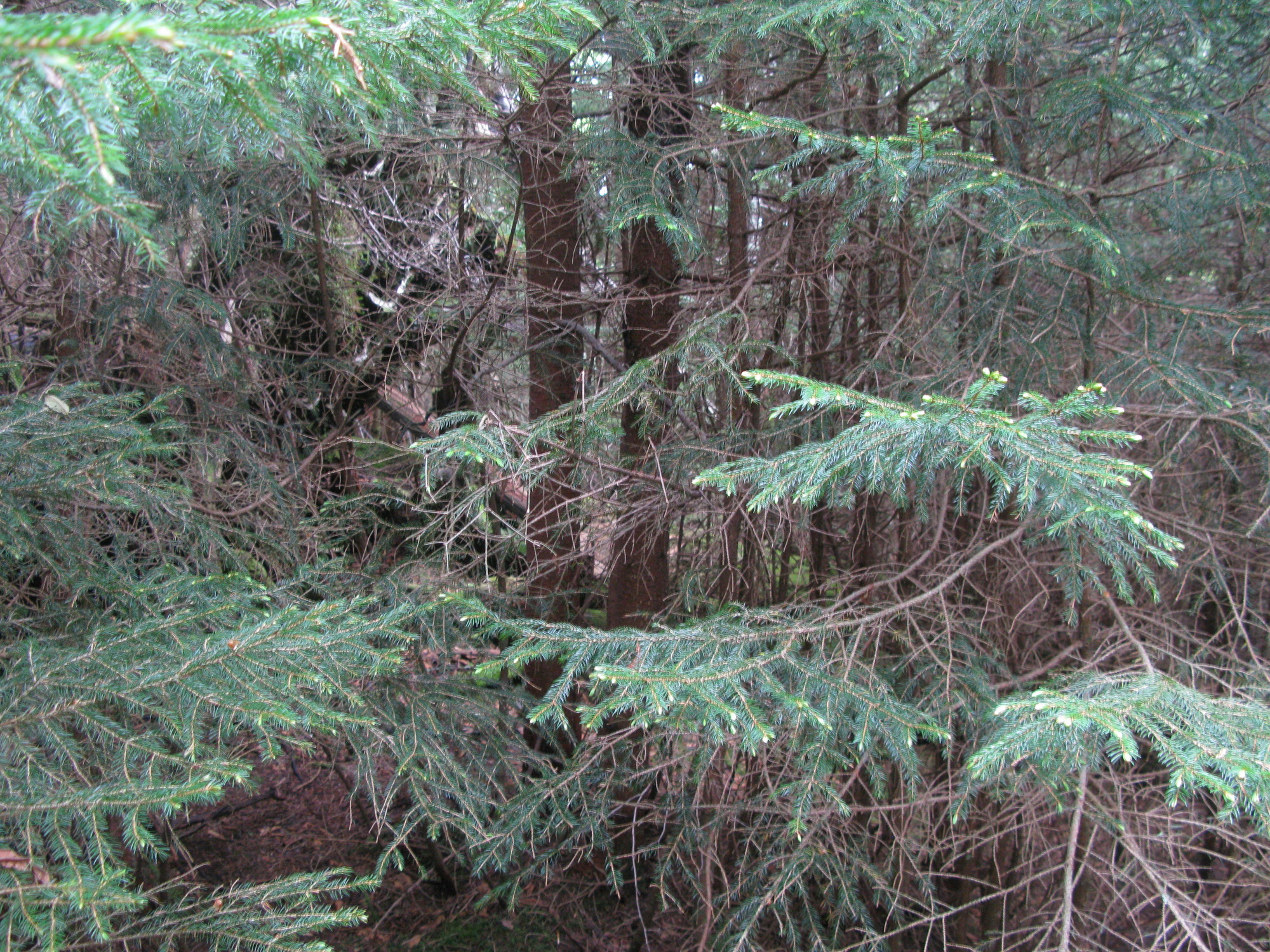 GRSM Accuracy Assessment. Plot Code: GRSM_AA_0555_3