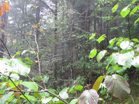 GRSM Accuracy Assessment. Plot Code: GRSM_AA_0962_5