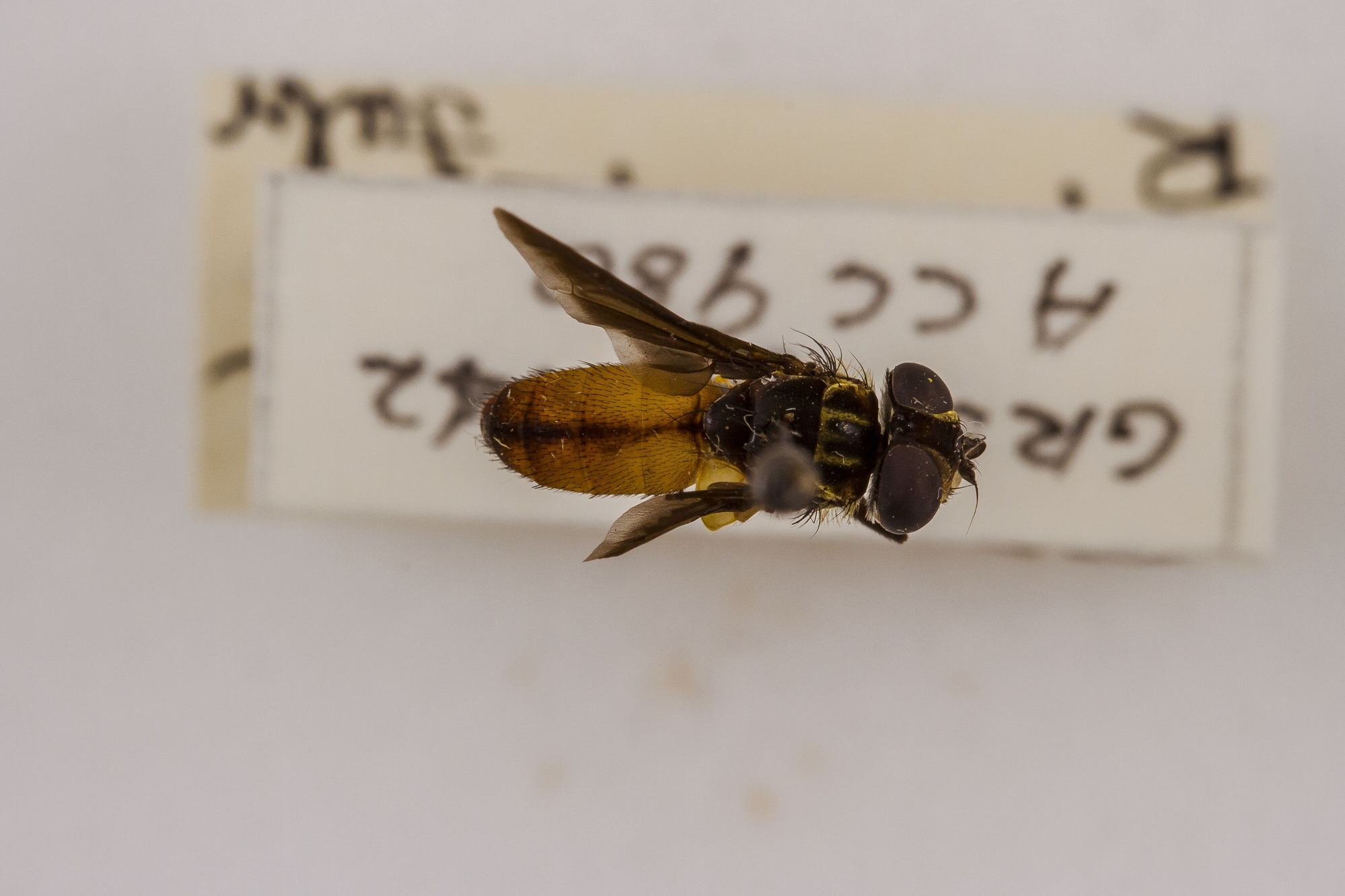 Image of Trichopoda pennipes, a species of Animalia