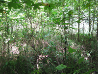 GRSM Accuracy Assessment. Plot Code: GRSM_AA_0715_3